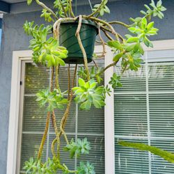SUCCULENT HANGING PLANT- 3 Feet Long