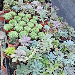 Echeverias & Succulent 