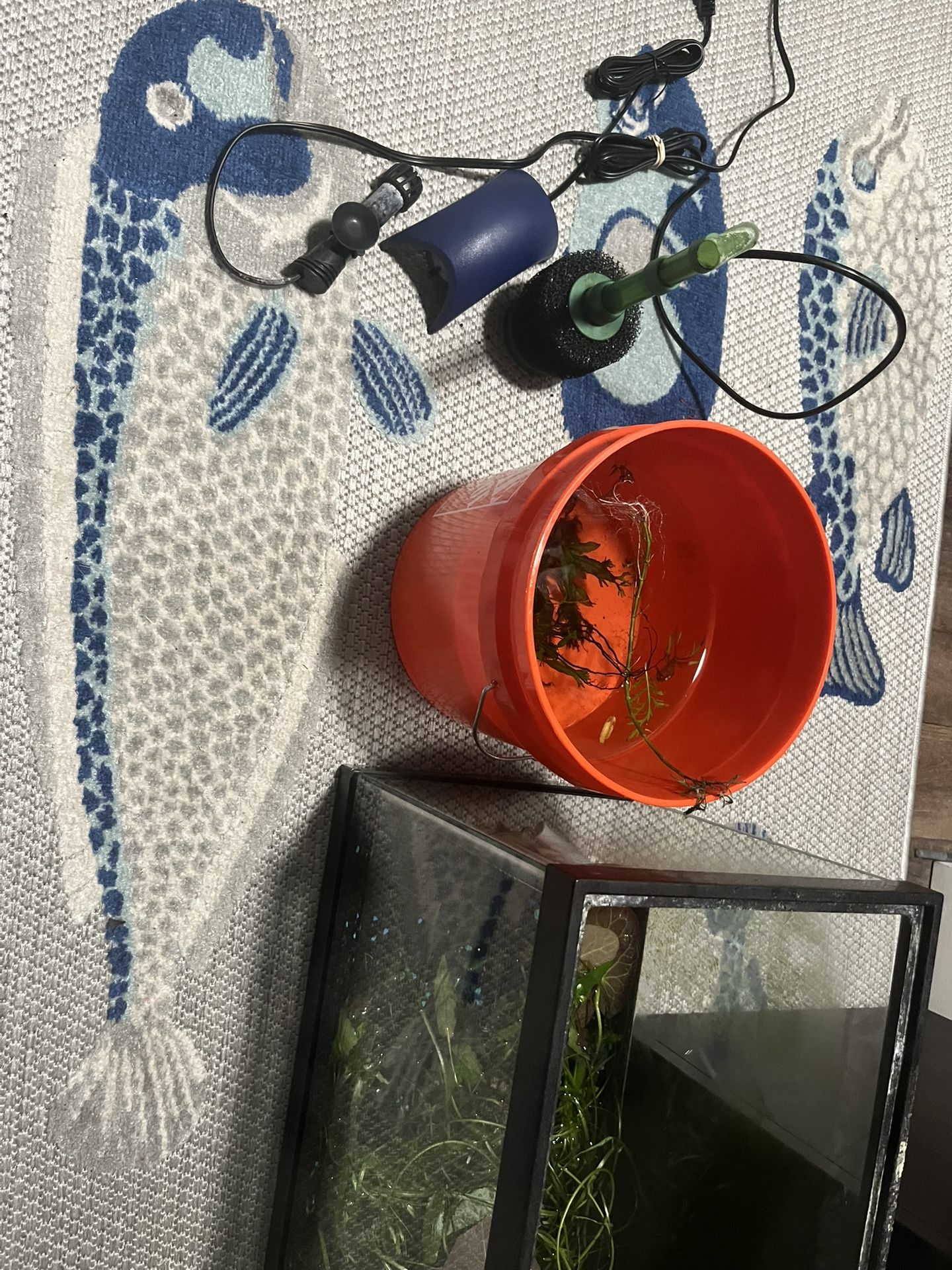 10 Gal Fishtank FULL Set Up