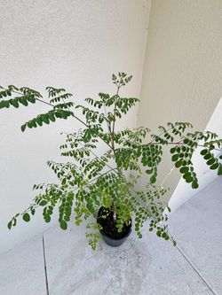 4ft organic Moringa seedling