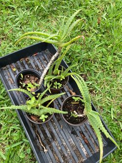 *$3 to $6* Aloe Arborescens | Candelabra Aloe | Krantz Aloe | Torch Aloe  Plant