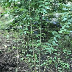 Jujube Tree For Sale