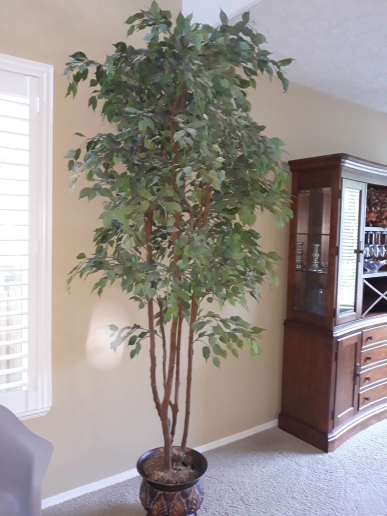 Tall silk ficus tree