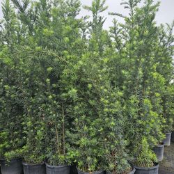 Podocarpus About 7 Feet Tall Instant Primary Hedge For Fence Green Full
