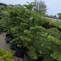 Norfolk Pine 5gallon 5ft Tall especial