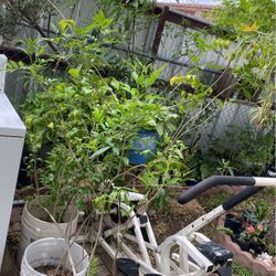 Plantas De Esperaza  Grandes $15.00 Cada Una 