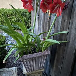 blooming red Amaryllis plants