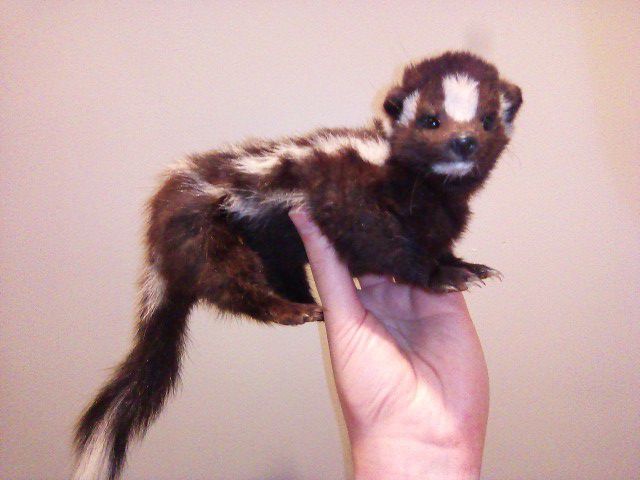 RARE Spotted Skunk Soft Mount Taxidermy Mount
