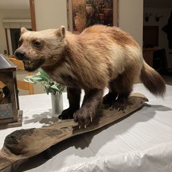 Alaskan Wolverine Taxidermy 