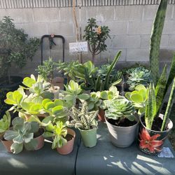Succulent Plants