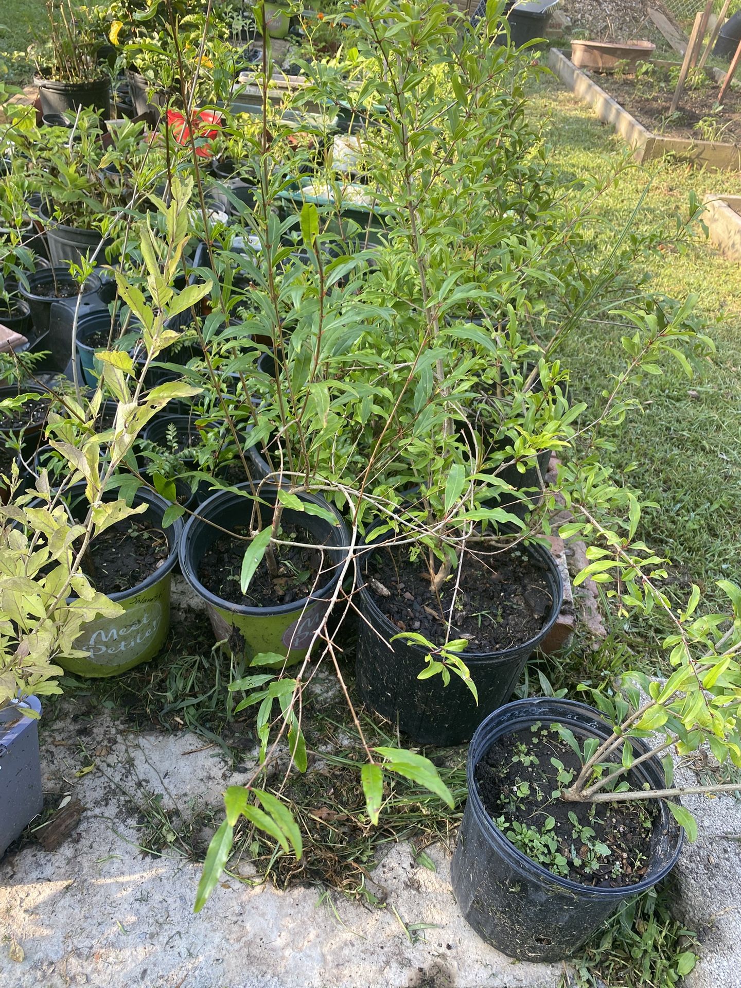 Pomegranate Plants (Wonderful Variety  , Salavatski And Russian)