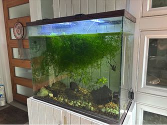 Guppy grass