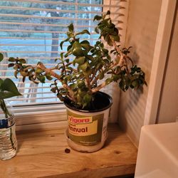 Jade Plant 