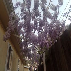 Wisteria