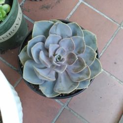 Succulent Big