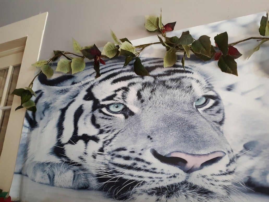 Huge 3 d white tiger needs to be put in frame canvas at paid 75.00