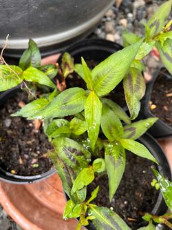 Vietnamese coriander plants