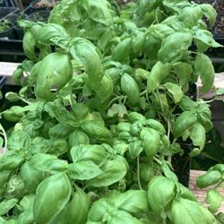 Sweet Genve Basil Plant 1gal