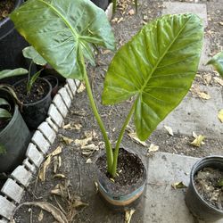 Hoja Elegante