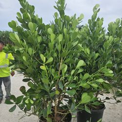 clusias Over 6 feet tall$65  podocarpus Over 6/7 feet tal$75 Instant Privacy Hedge Full fence