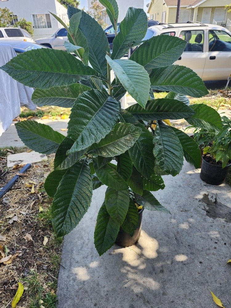 Arbolito De Misperos O Miperas