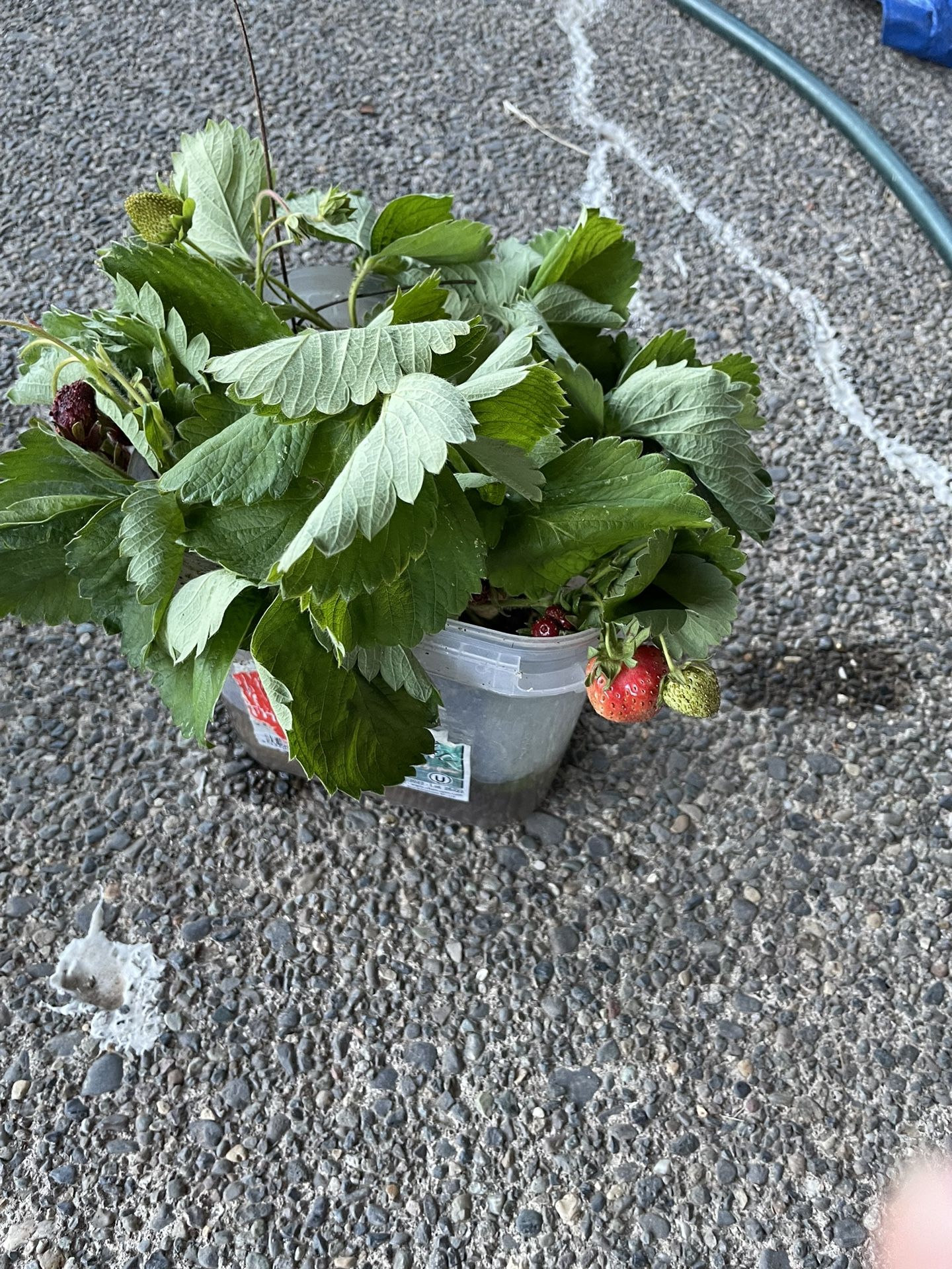 Strawberry Starts