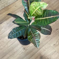 Croton Plant 🪴 