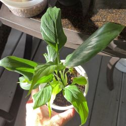 Small Peace Lily Plant 