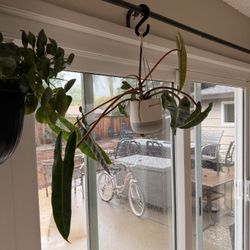 Hanging Tiger Tooth Philodendron 
