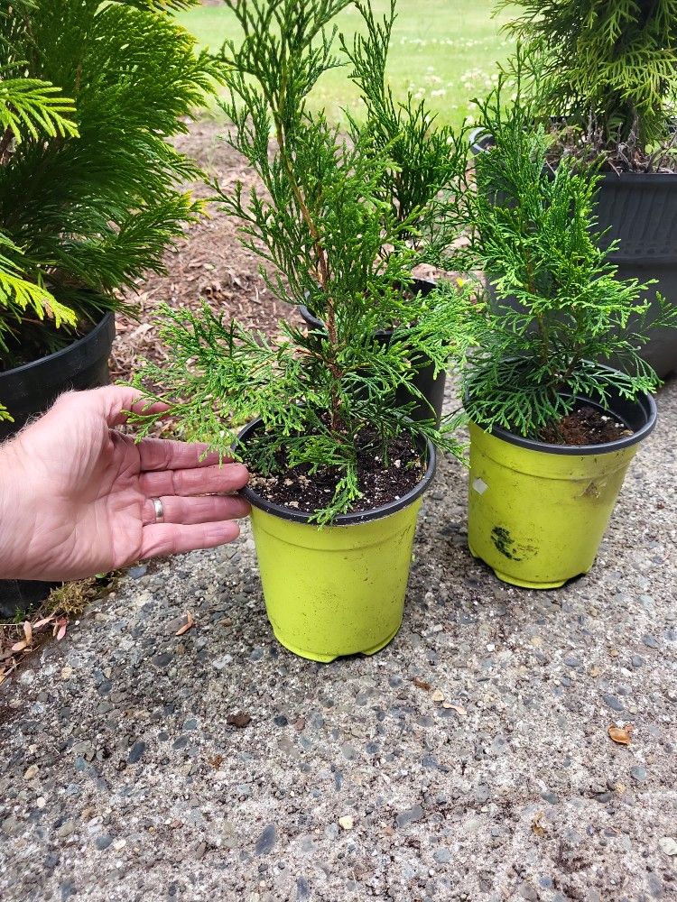 Evergreen Conifer SHRUBS