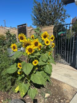 Garden seeds