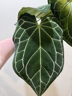 Anthurium Crystallinum