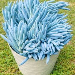 Mature Succulent Blue chalkstick Pencil Plant In A White Pot Succulent Bonsai Plant