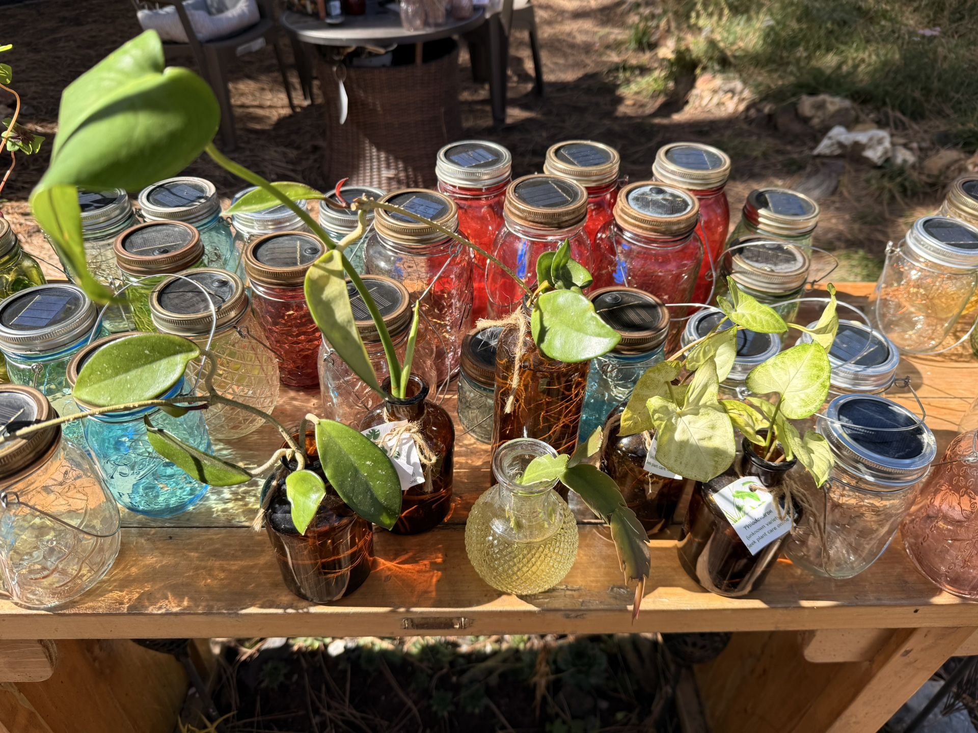 Variety Of Houseplant Cuttings $5 ea