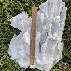 Blue Ridge Coral - Natural, Large Size