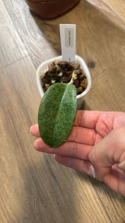 Hoya Incrassata silver