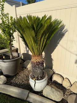 Sago Palm - Male