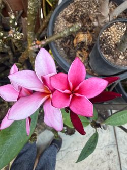 Cutting plumeria