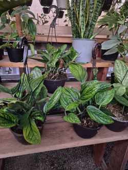 Monstera peru Plant 8" pot