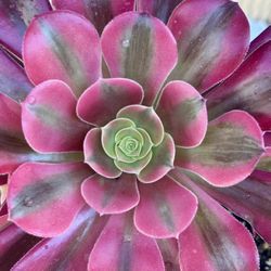 Aeonium Plant 🌺🌺
