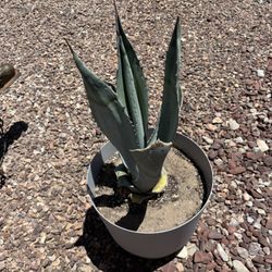American Agave 