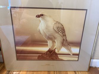 Framed Air Force Falcon Photo