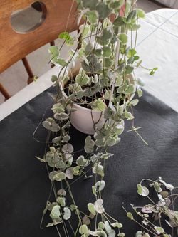 Very long Variegated string of hearts