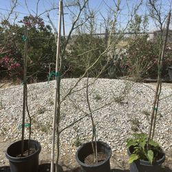 Palo Verde