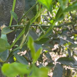 Para Toyota Corolla 2007  