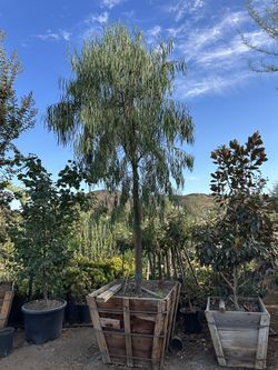 Australian Willow Tree , Geijera parviflora, Wilga , Shade Tree 36” Box 