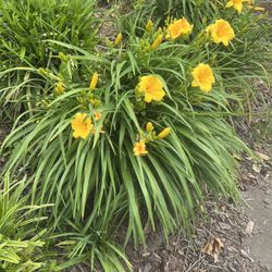 Day Lillies - Perremials