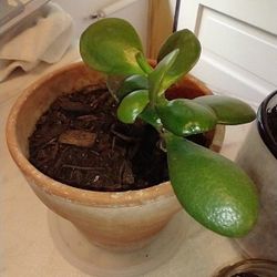 FREE -  3 Succulents FREE