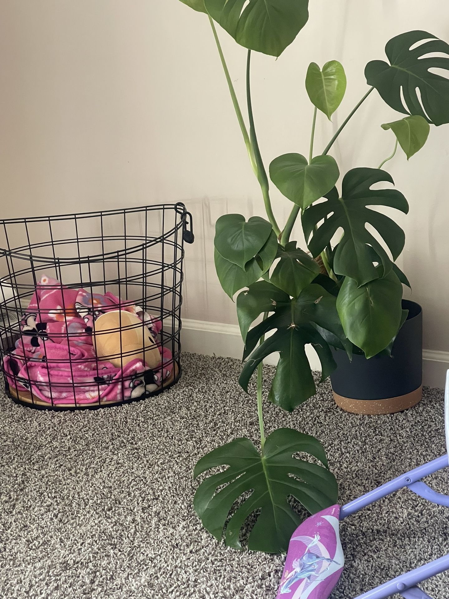 Monstera For Sale With Pot