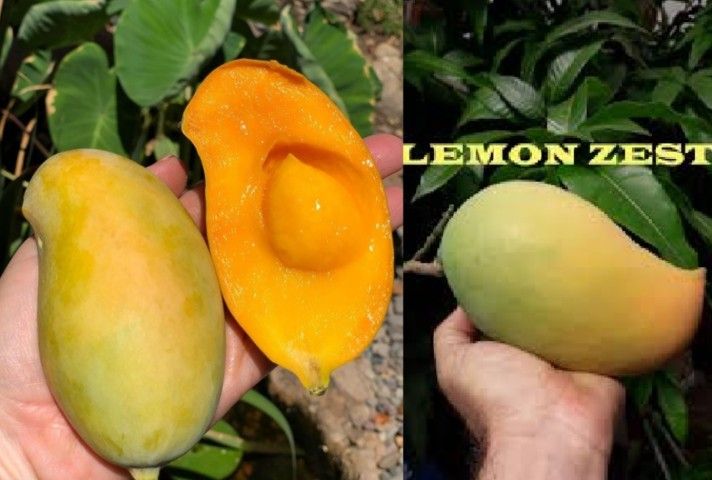 Lemon Zest Mango Grafted Trees 7gal Arboles De Mango Lemon Zest